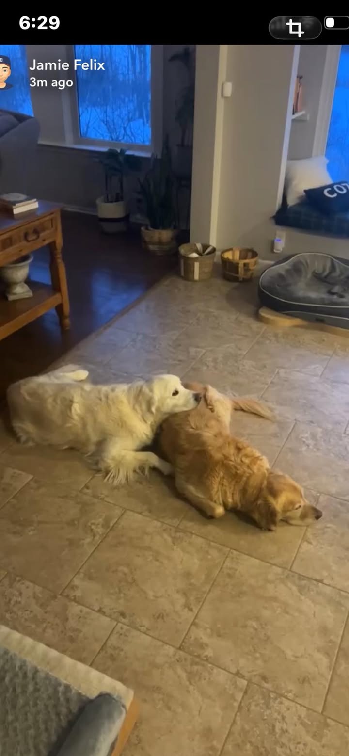 Adopted Otis (right) last month!