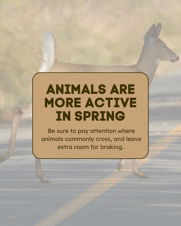 Heads up: Spring means more animals along and on the road